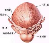 前列腺炎该怎么治疗